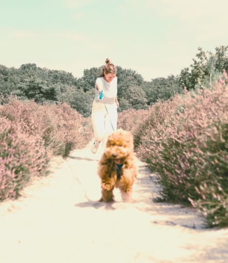 Walking the dog as everyday movement